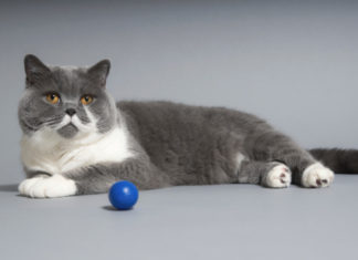 Il Gatto Certosino 581 0 056 Gatto Certosino